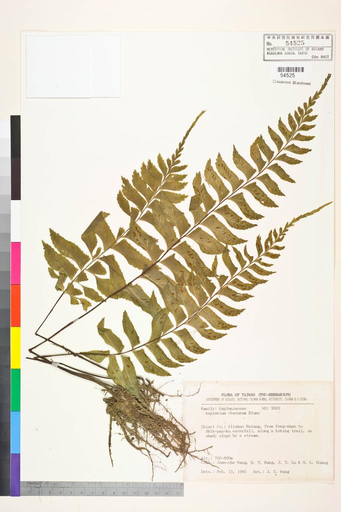 <Unit #84384 Wang, Jenn-Che | 王震哲 | 9503:: | Asplenium obscurum Blume>