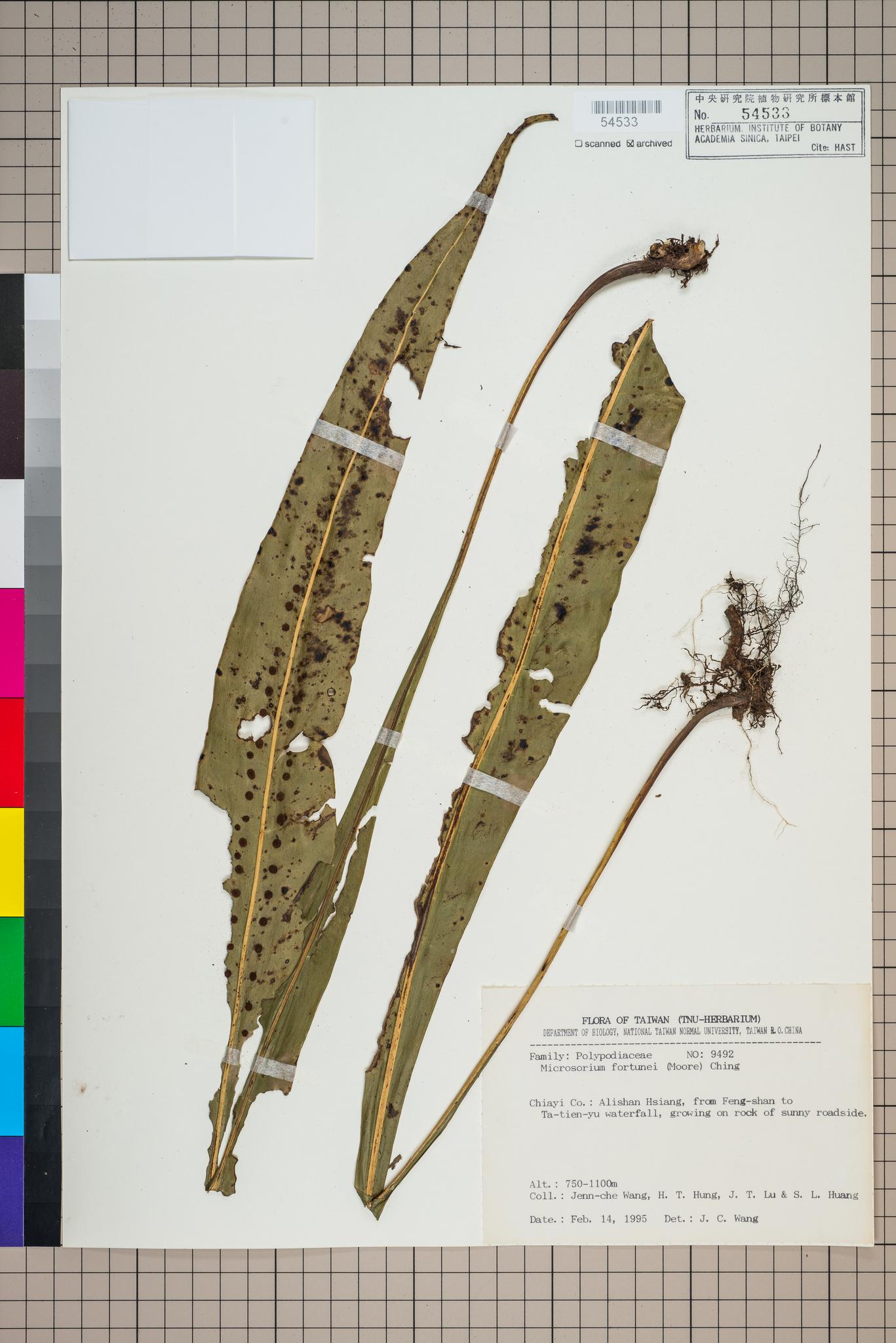 Sample image for viewer