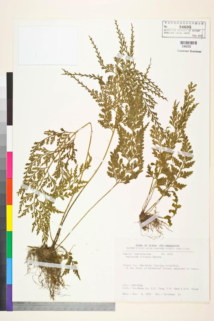 <Unit #84499 Lu, Yu-Chuan | 呂玉娟 | 1079:: | Asplenium ritoense Hayata>
