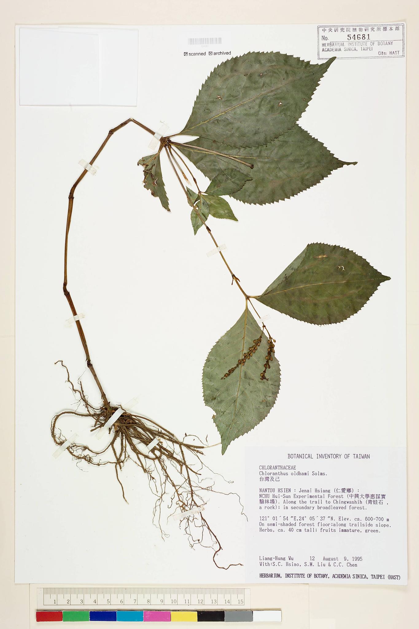 Sample image for viewer