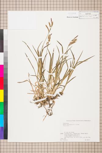 Carex curvicollis Franch. & Sav.