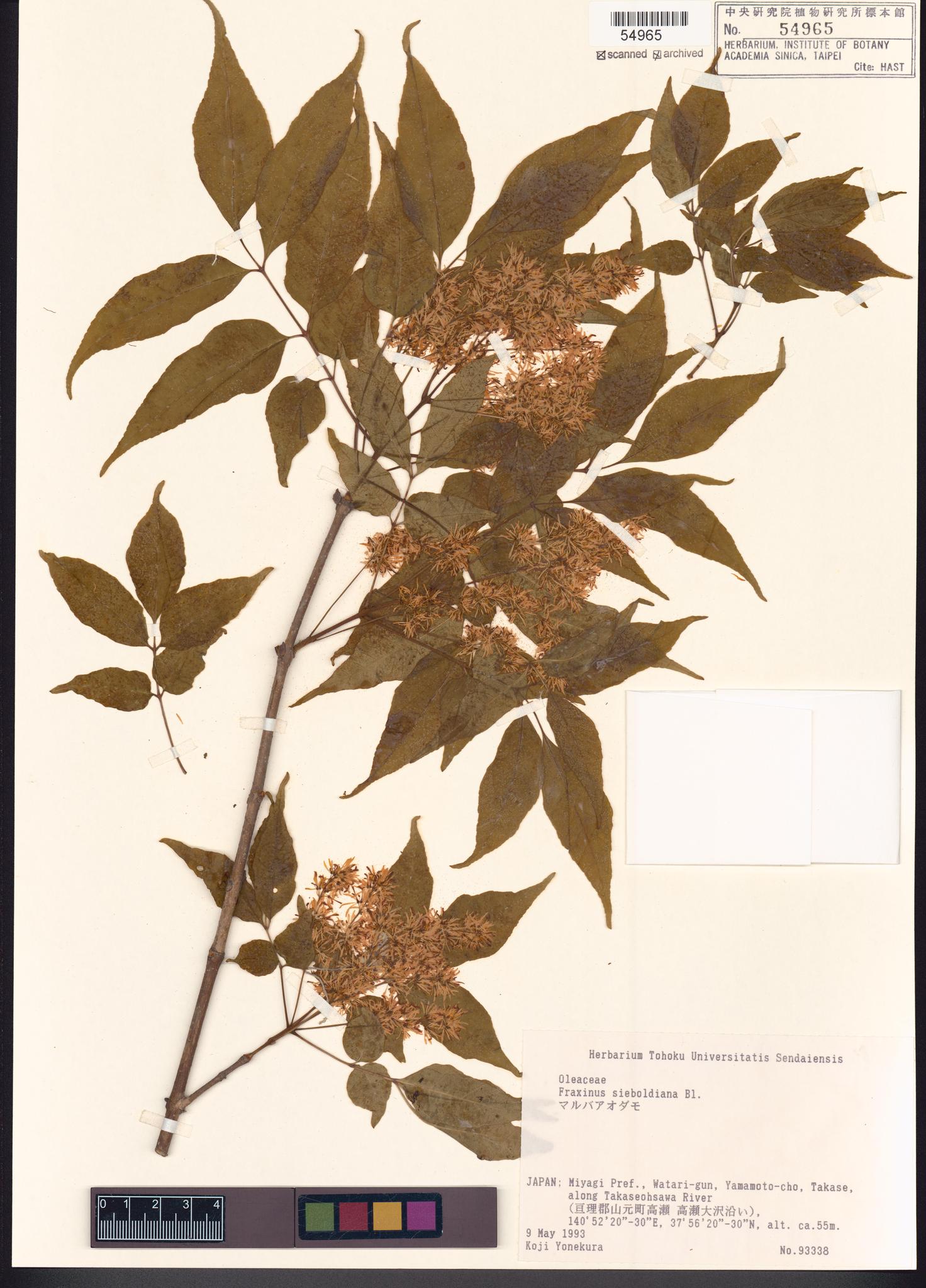 Sample image for viewer