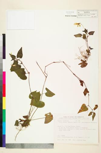 Viola obtusa (Makino) Makino var. tsuifengensis Hashimoto