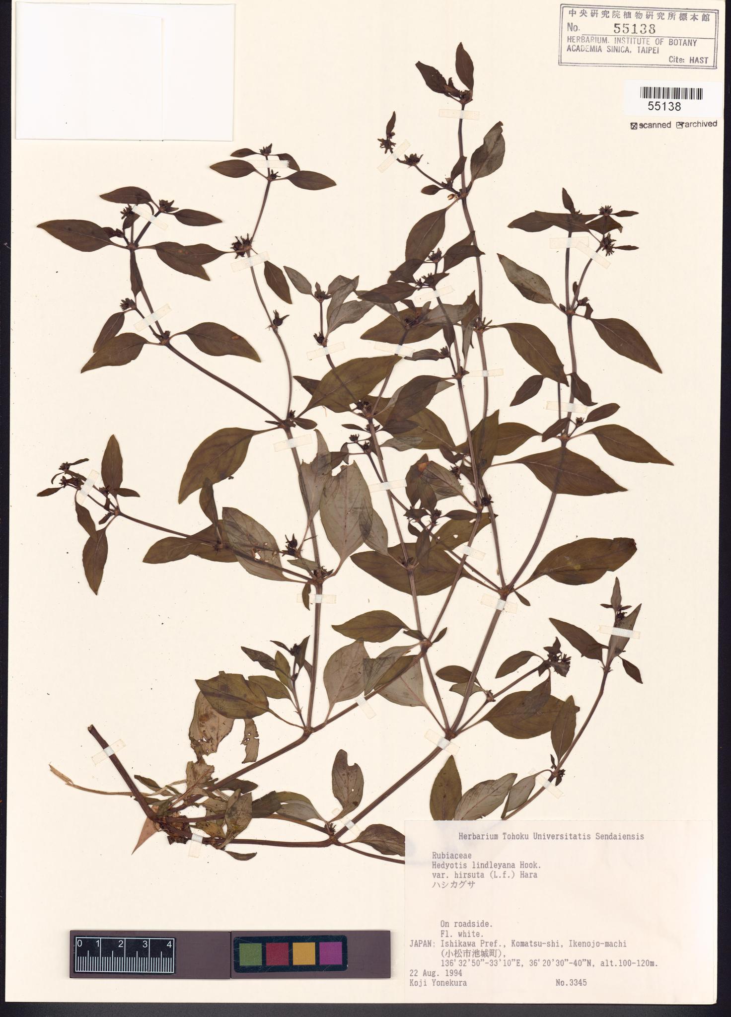 Sample image for viewer