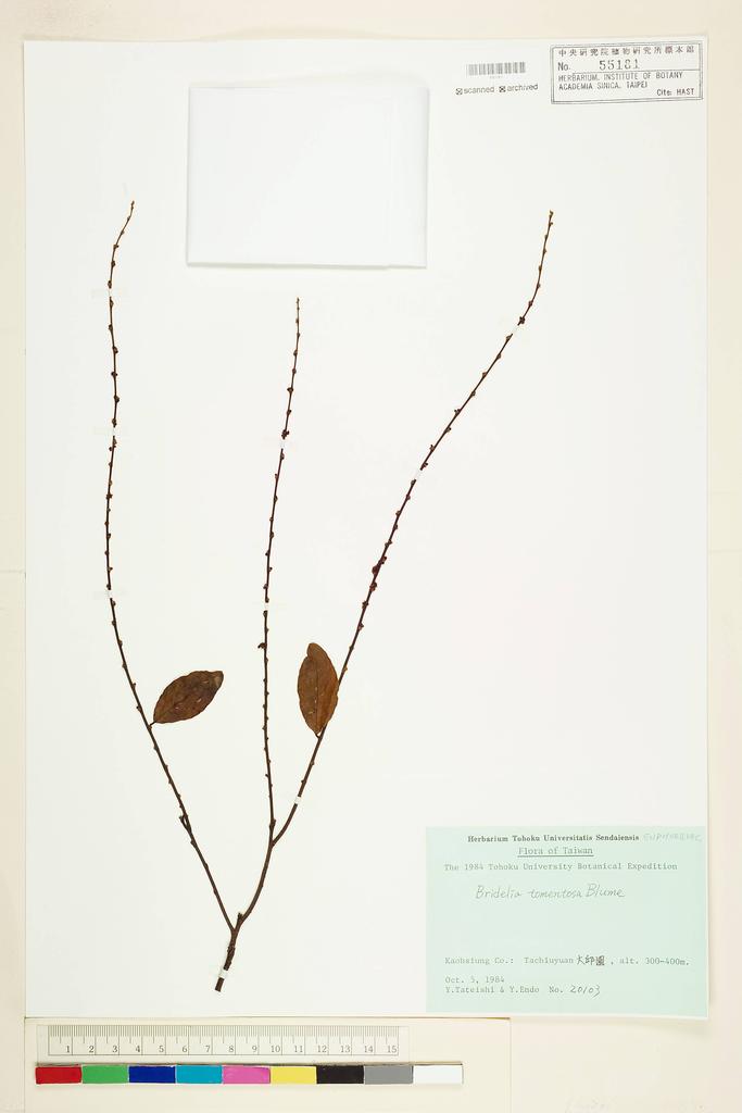 <Unit #56479 Tateishi, Y. |  | 20103:: | Bridelia tomentosa Bl.>