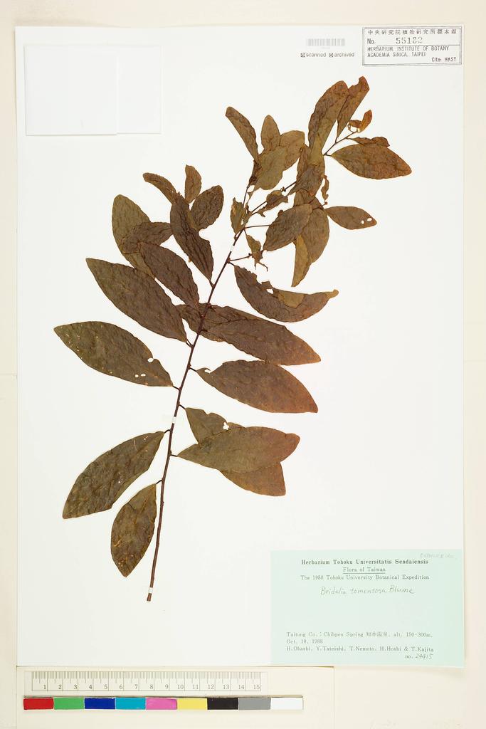 <Unit #56546 Ohashi, H. |  | 24415:: | Bridelia tomentosa Bl.>