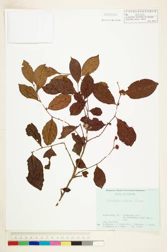 Glochidion rubrum Blume