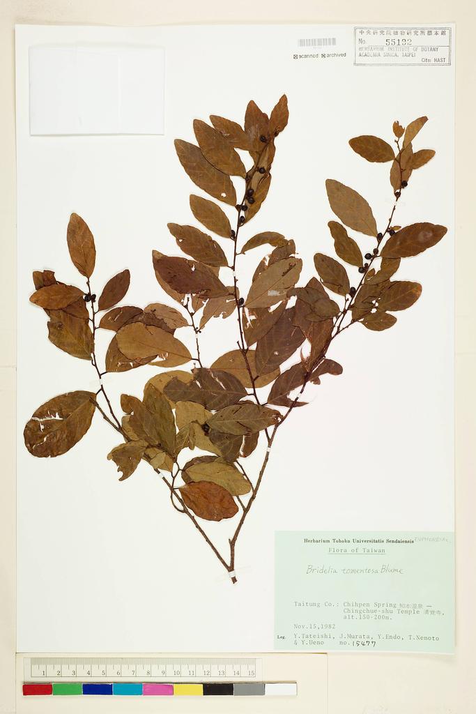 <Unit #56548 Tateishi, Y. |  | 15477:: | Bridelia tomentosa Bl.>