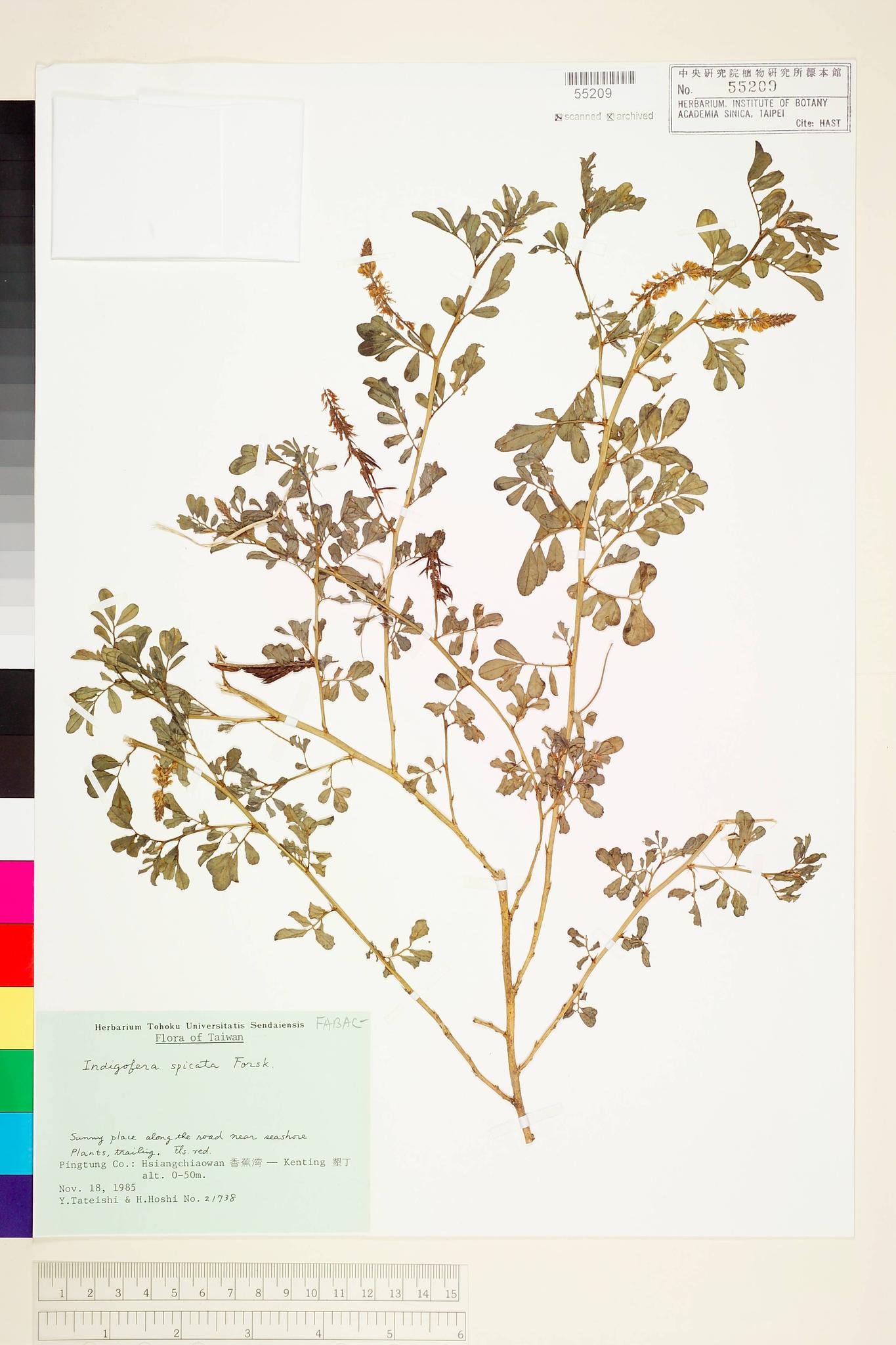 Specimen image