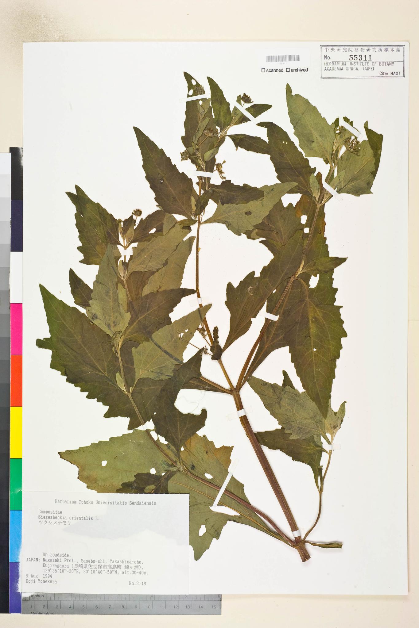 Sample image for viewer