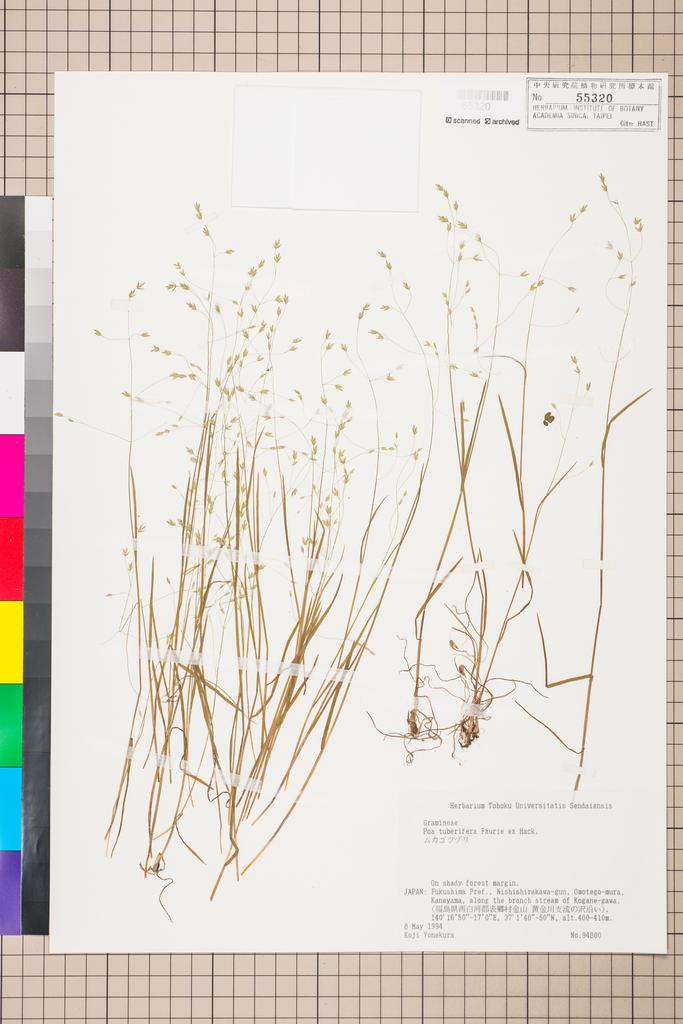 <Unit #113669 Yonekura, Koji |  | 94800:: | Poa tuberifera U.J. Faurie ex Hack.>