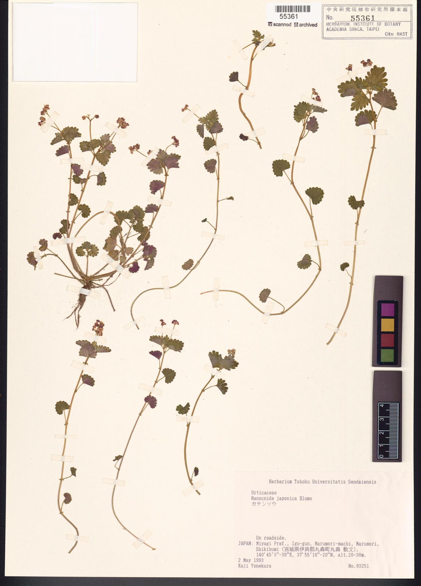 Sample image for viewer