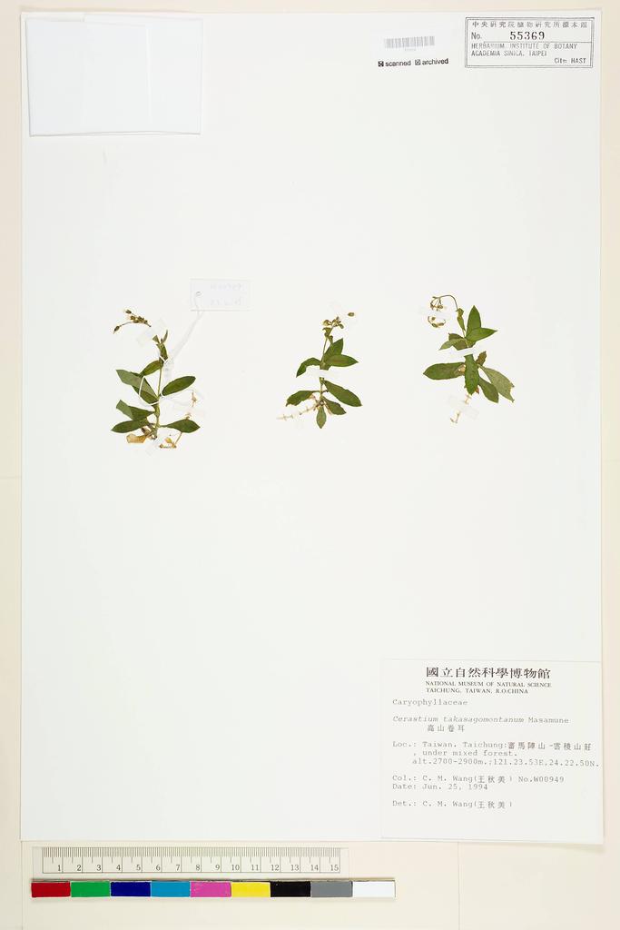 <Unit #41089 Wang, Chiu-Mei | 王秋美 | 949:: | Cerastium takasagomontanum Masam.>