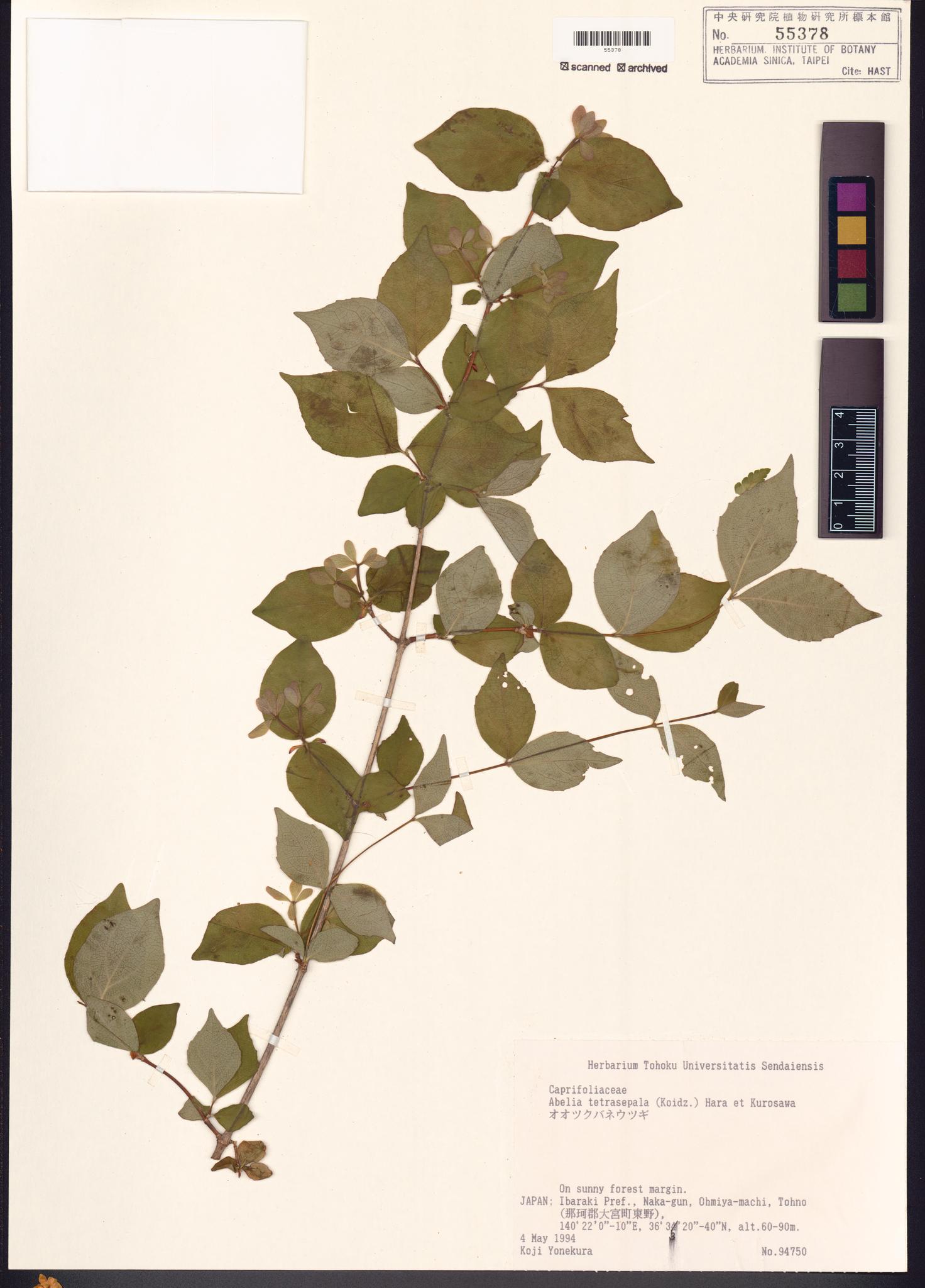 Sample image for viewer