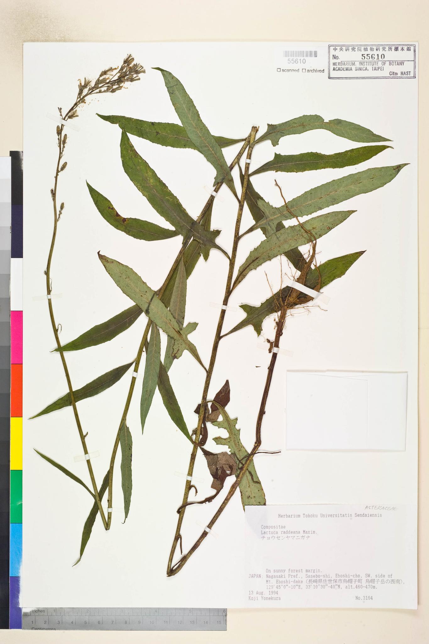 Sample image for viewer