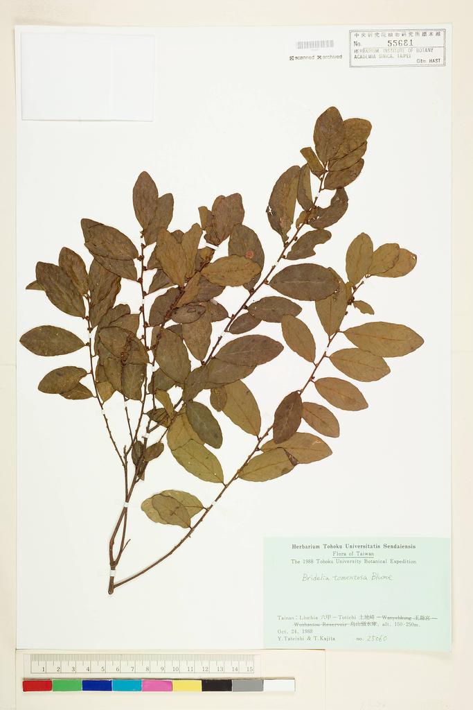 <Unit #56477 Tateishi, Y. |  | 25060:: | Bridelia tomentosa Bl.>