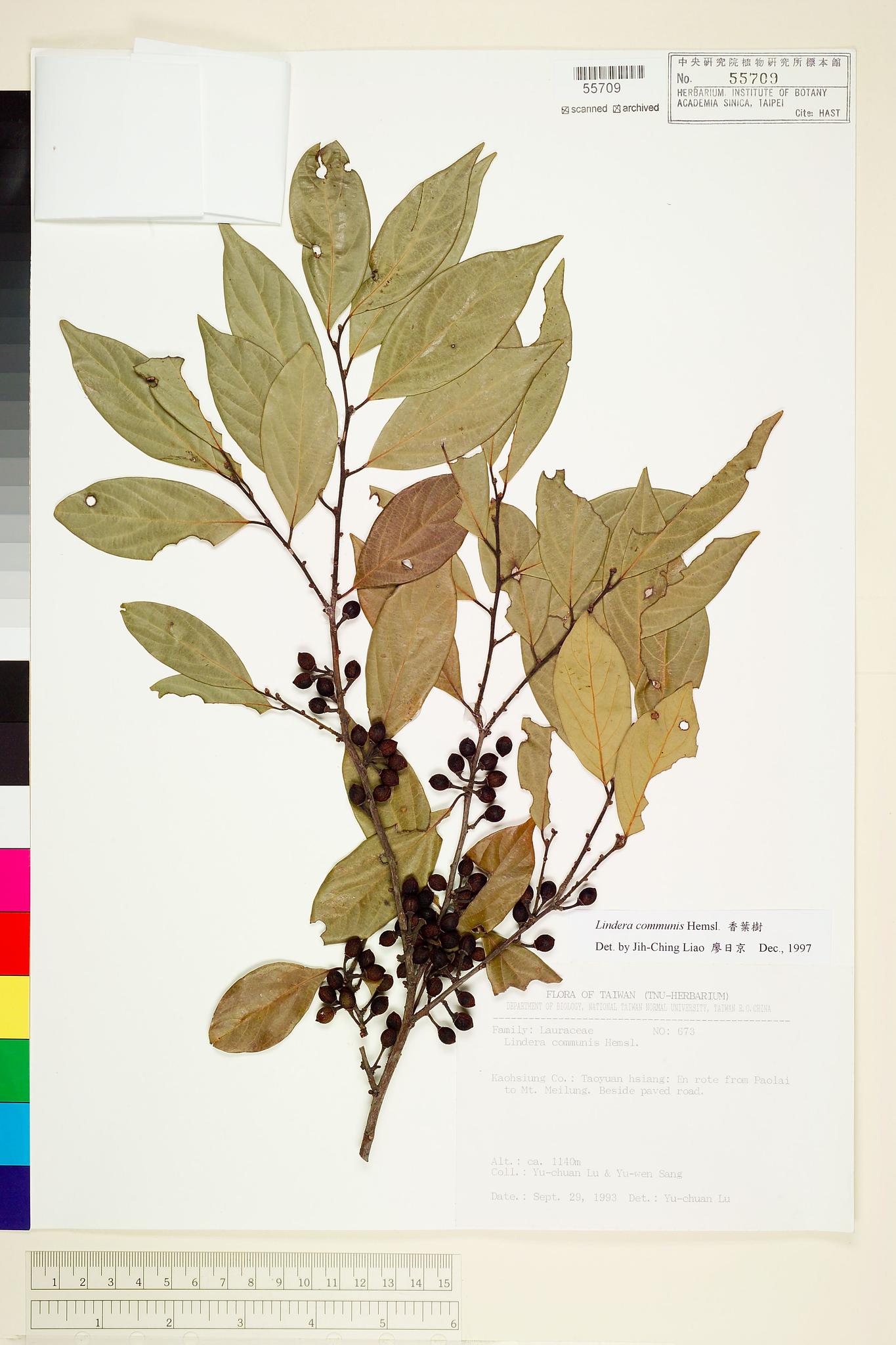 Sample image for viewer