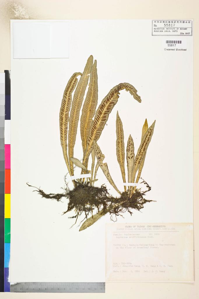 <Unit #84805 Wang, Jenn-Che | 王震哲 | 9434:: | Asplenium griffithianum Hook.>