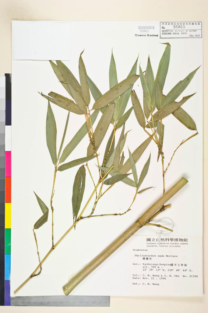 <Unit #44671 Wang, Chiu-Mei | 王秋美 | 1300:: | Phyllostachys nuda McClure>