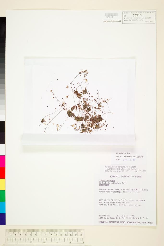 <Unit #31061 Liu, Tsui-Ya | 劉翠雅 | 716:: | Utricularia striatula Smith>