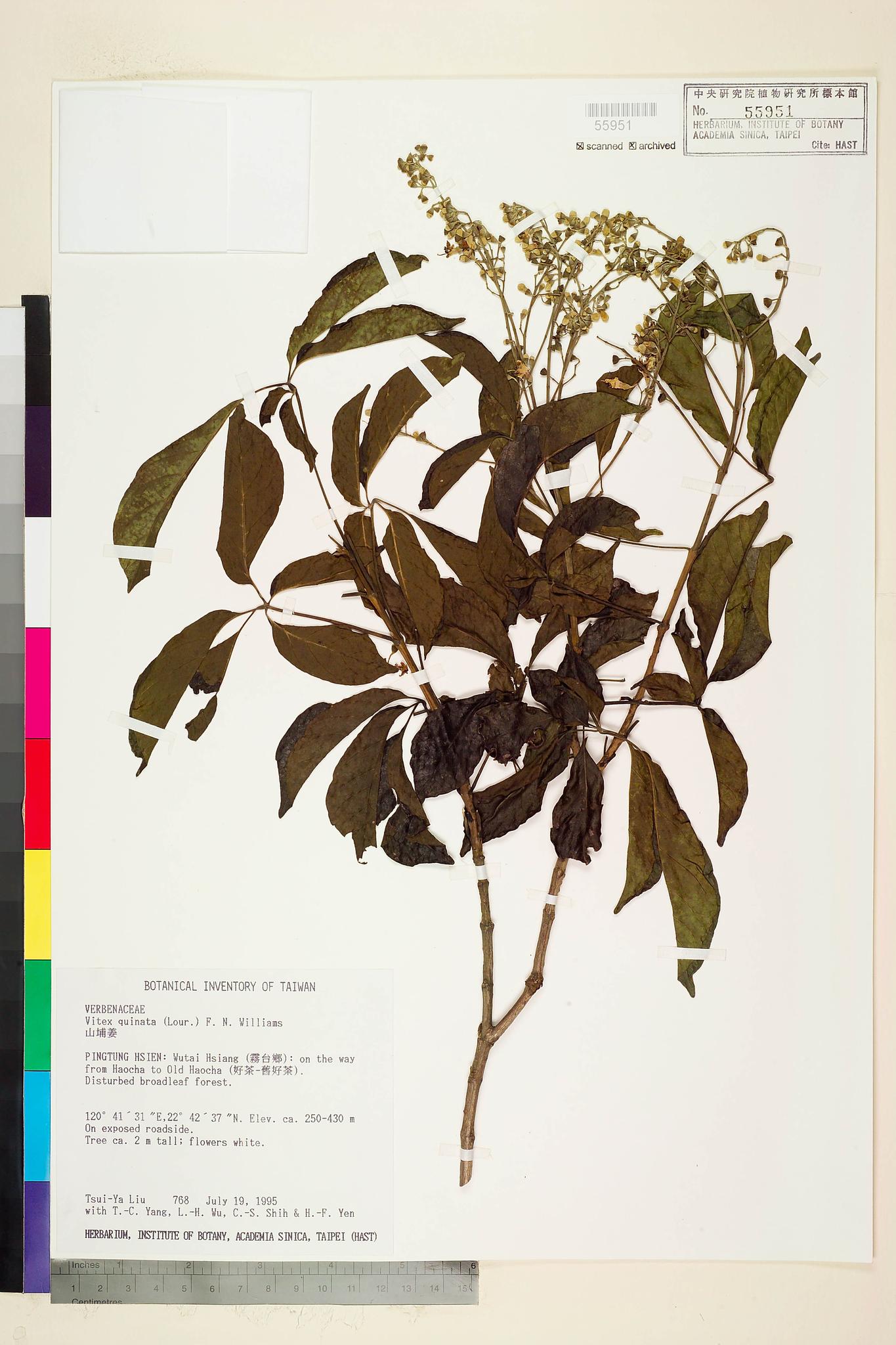 Sample image for viewer