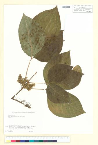 Rhus ambigua Lav. ex Dipped.