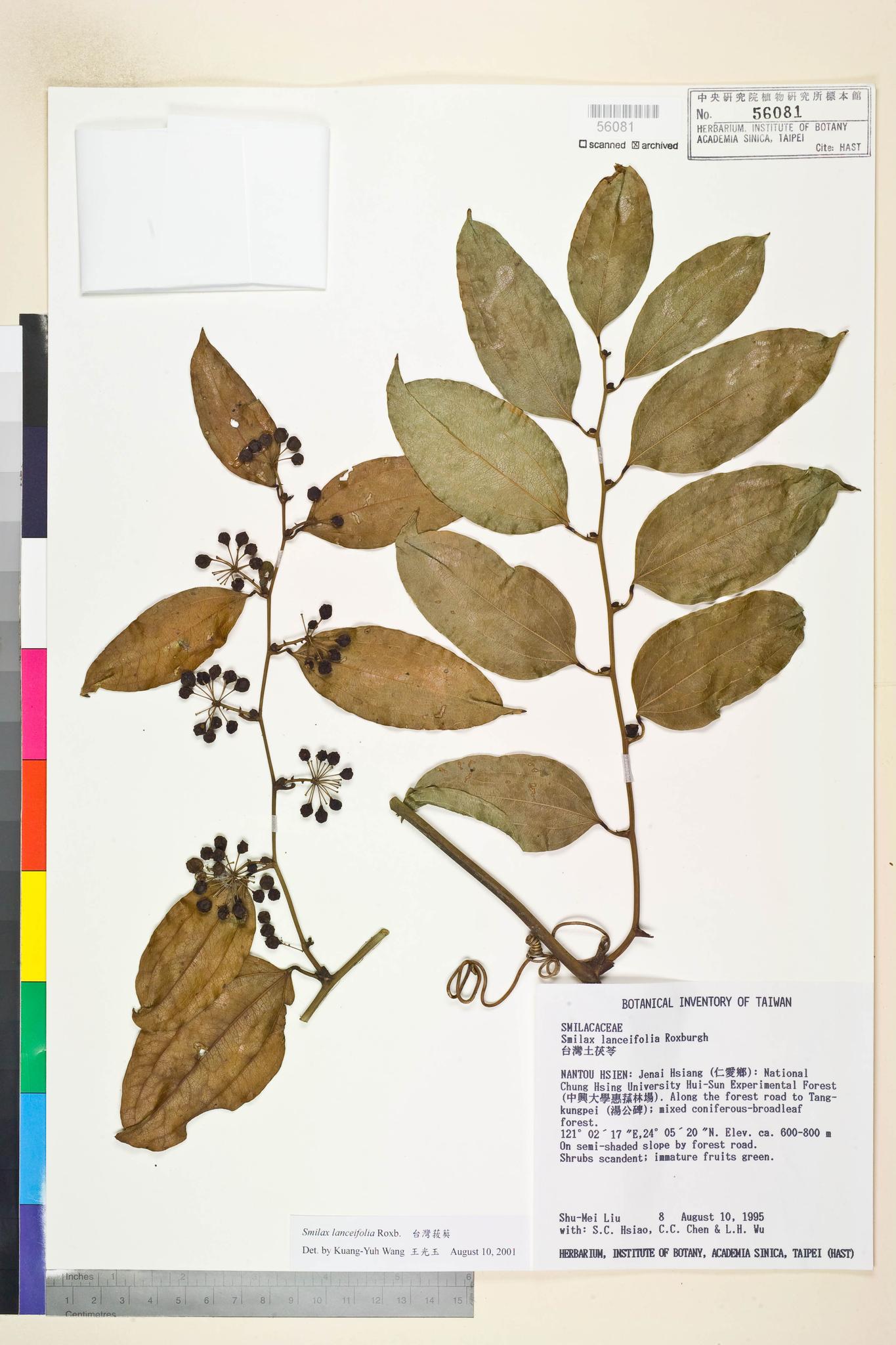 Sample image for viewer