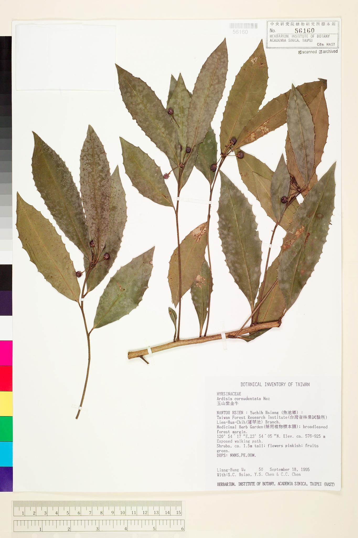 Sample image for viewer