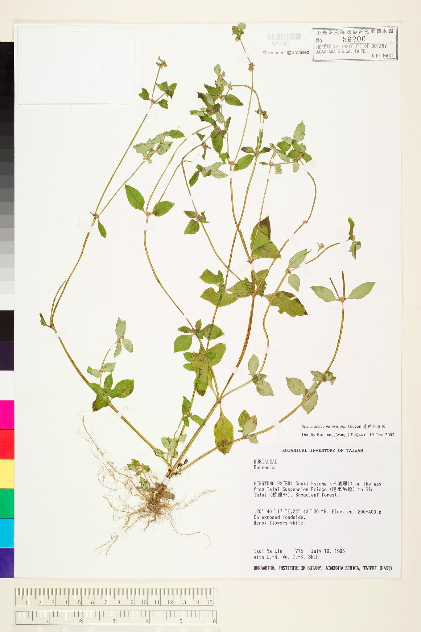 Sample image for viewer