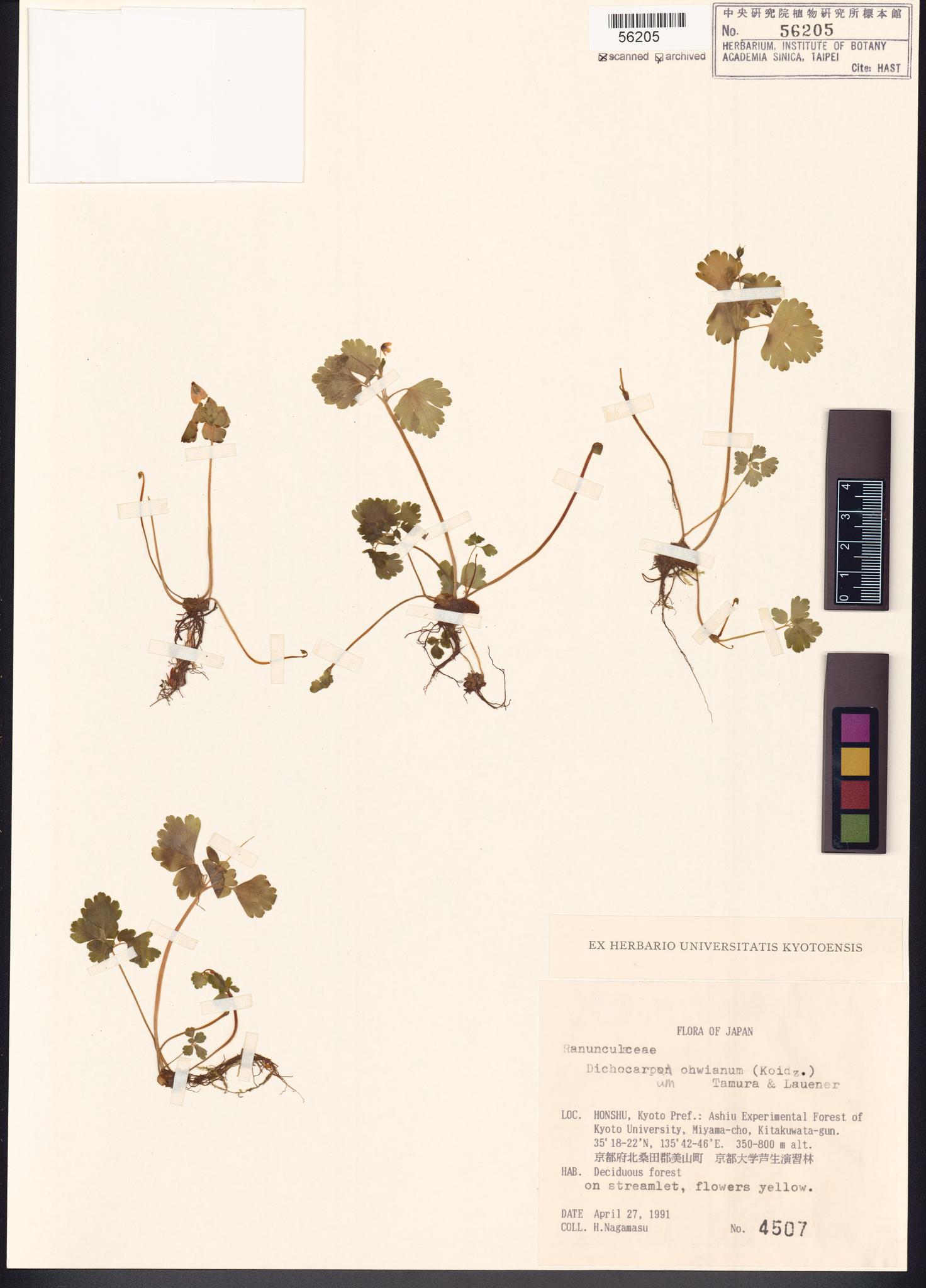 Sample image for viewer