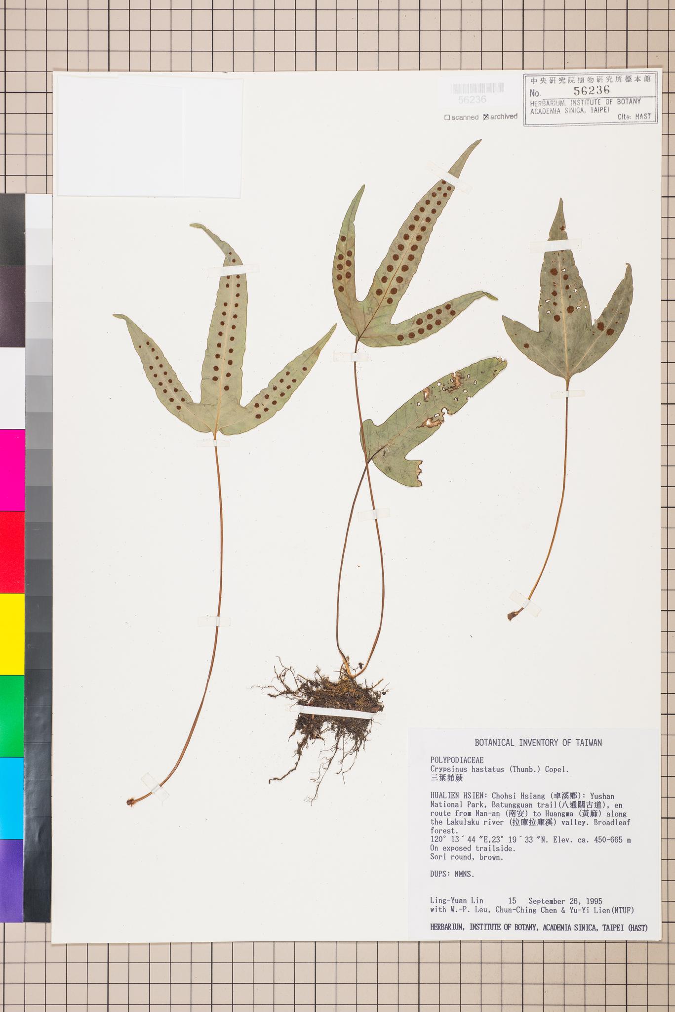 Sample image for viewer