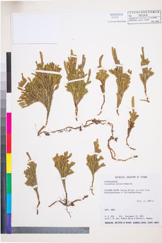 Lycopodium juniperoideum Swart
