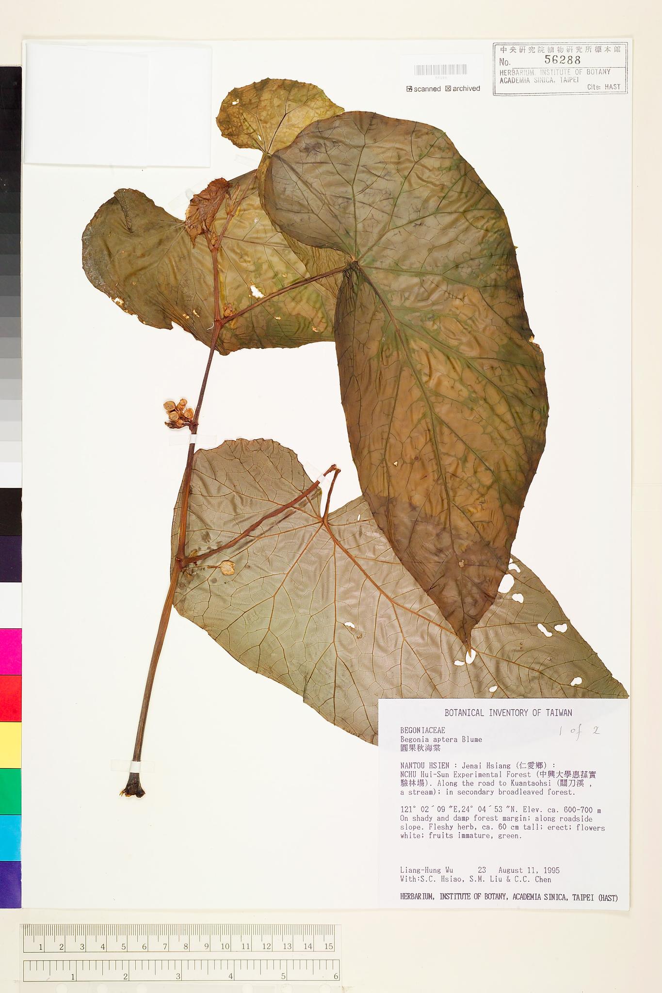 Sample image for viewer