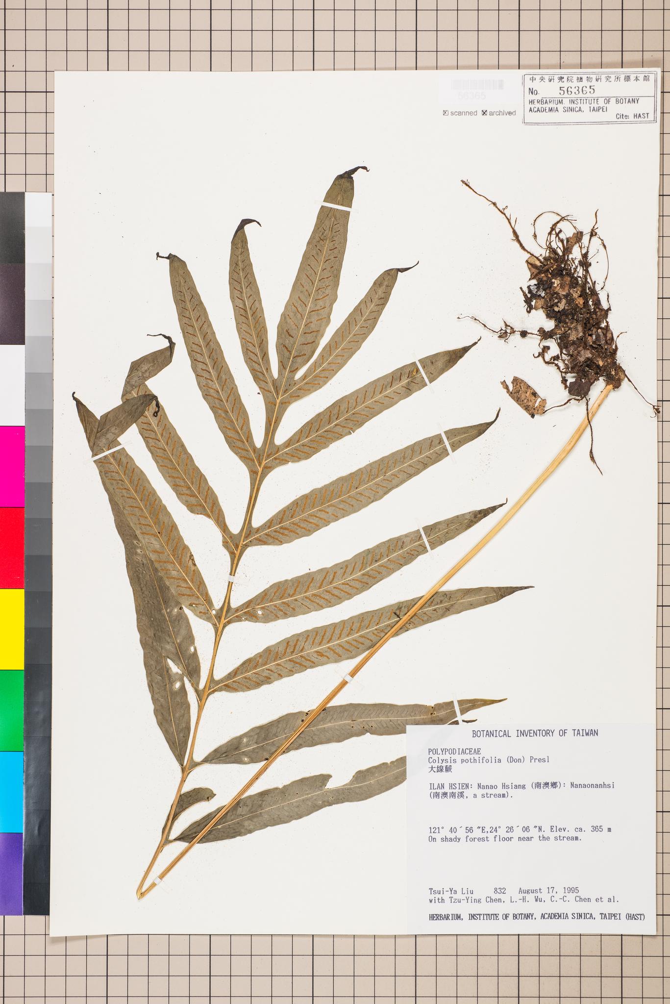 Sample image for viewer