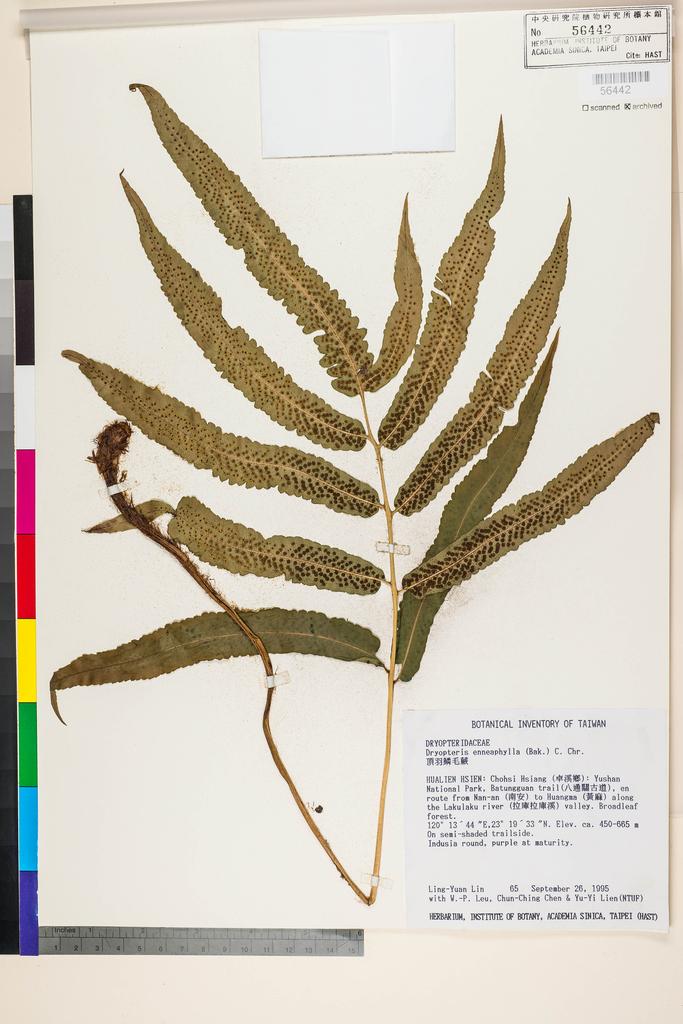 <Unit #4618 Lin, Ling-Yuan | 林玲遠 | 65:: | Dryopteris enneaphylla (Baker) C. Chr.>
