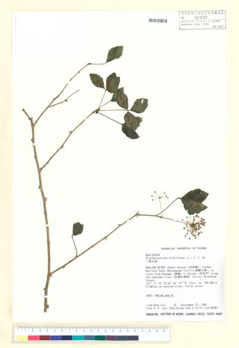 Eleutherococcus trifoliatus (L.) S. Y. Hu