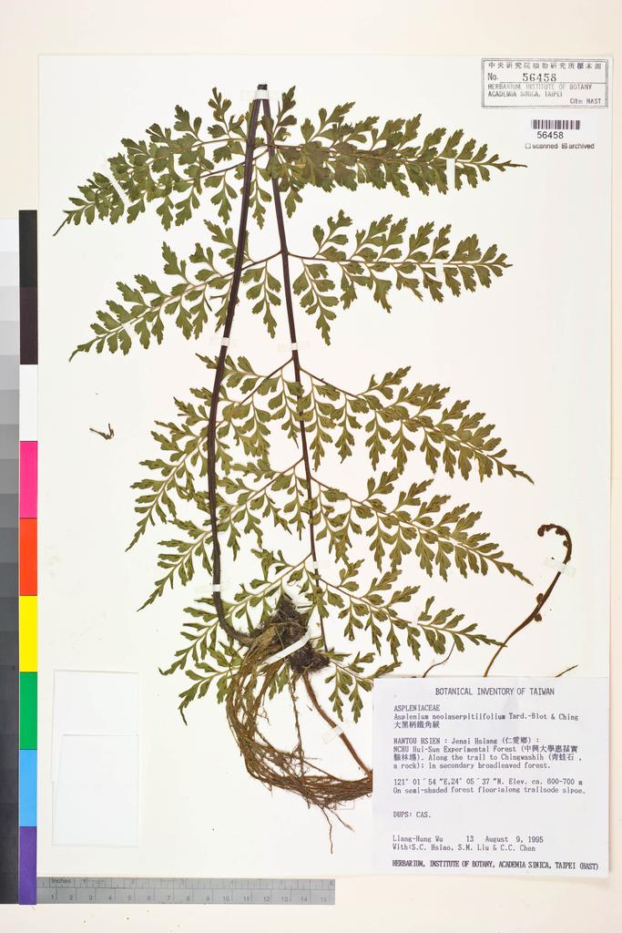 <Unit #33337 Wu, Liang-Hung | 吳亮宏 | 13:: | Asplenium neolaserpitiifolium Tardieu & Ching>