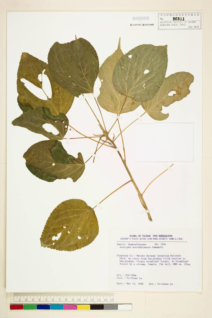 <Unit #57864 Lu, Yu-Chuan | 呂玉娟 | 1500:: | Acalypha suirenbiensis Yamamoto>
