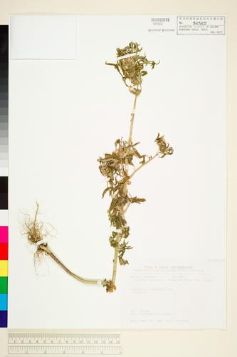 Leonurus sibiricus L. f. albiflora (Miq.) Hsieh