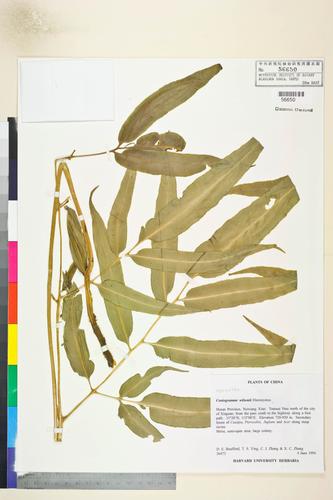 Coniogramme wilsonii (Coniogramme wilsonii)