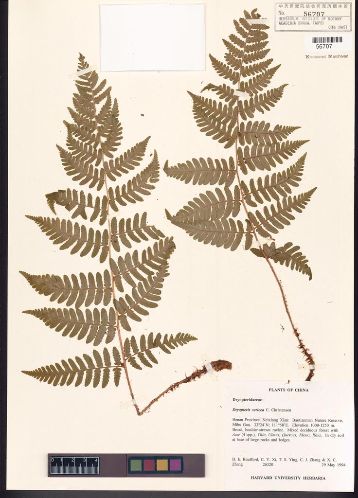 <Unit #128559 Boufford, D. E. |  | 263220:: | Dryopteris sericea C. Chr.>