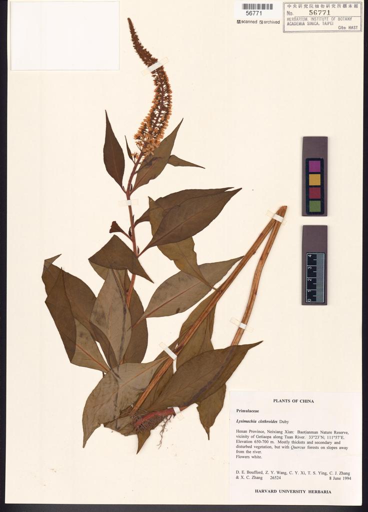 <Unit #122407 Boufford, D. E. |  | 26524:: | Lysimachia clethroides Duby>