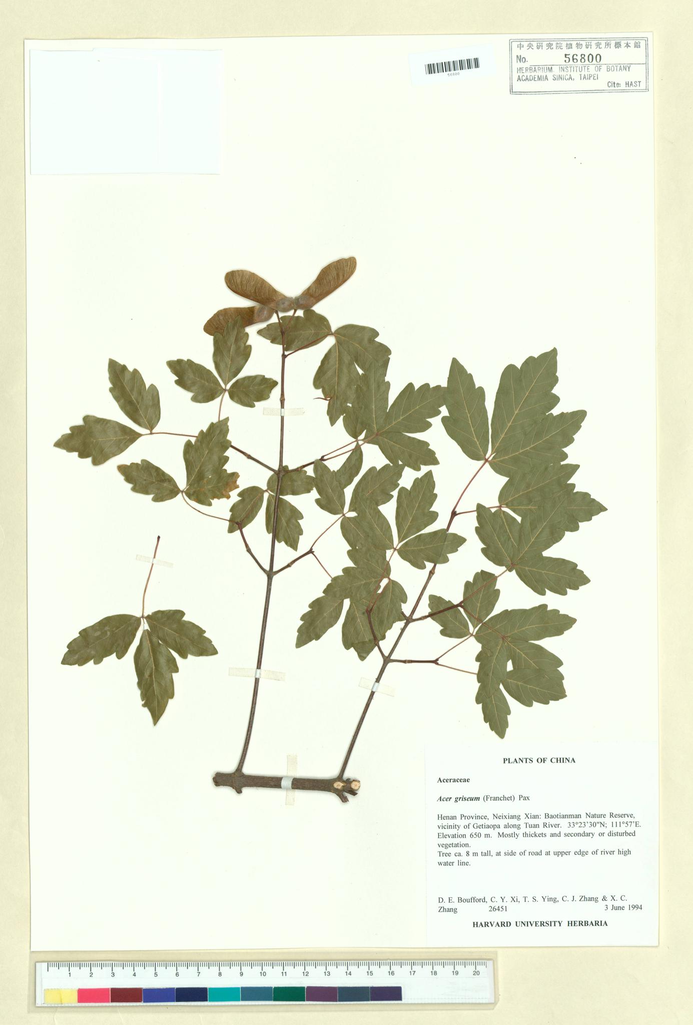 Sample image for viewer