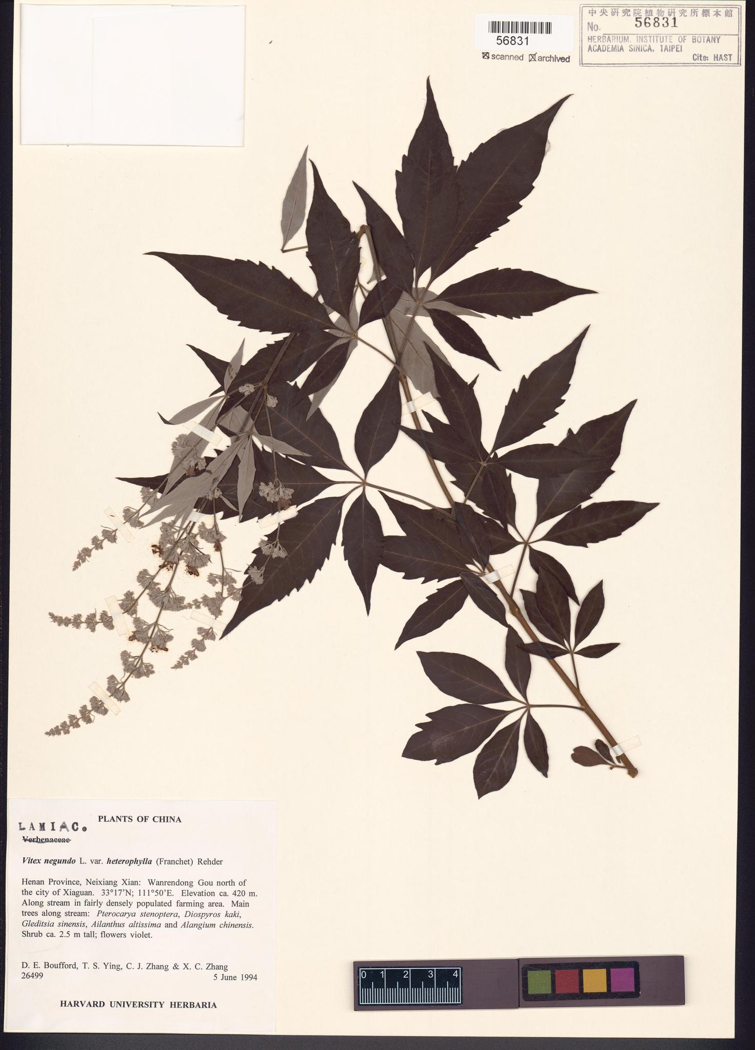 Sample image for viewer