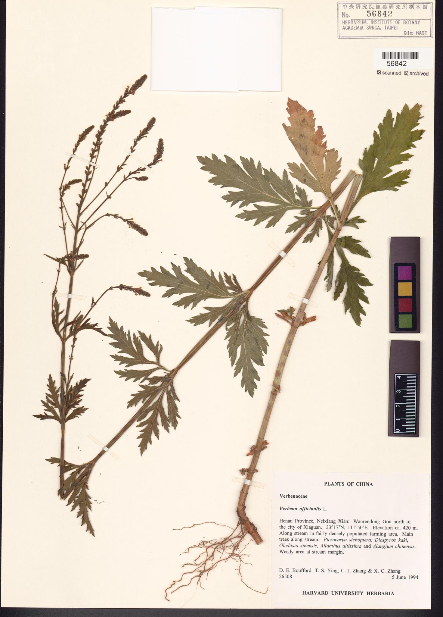 Sample image for viewer