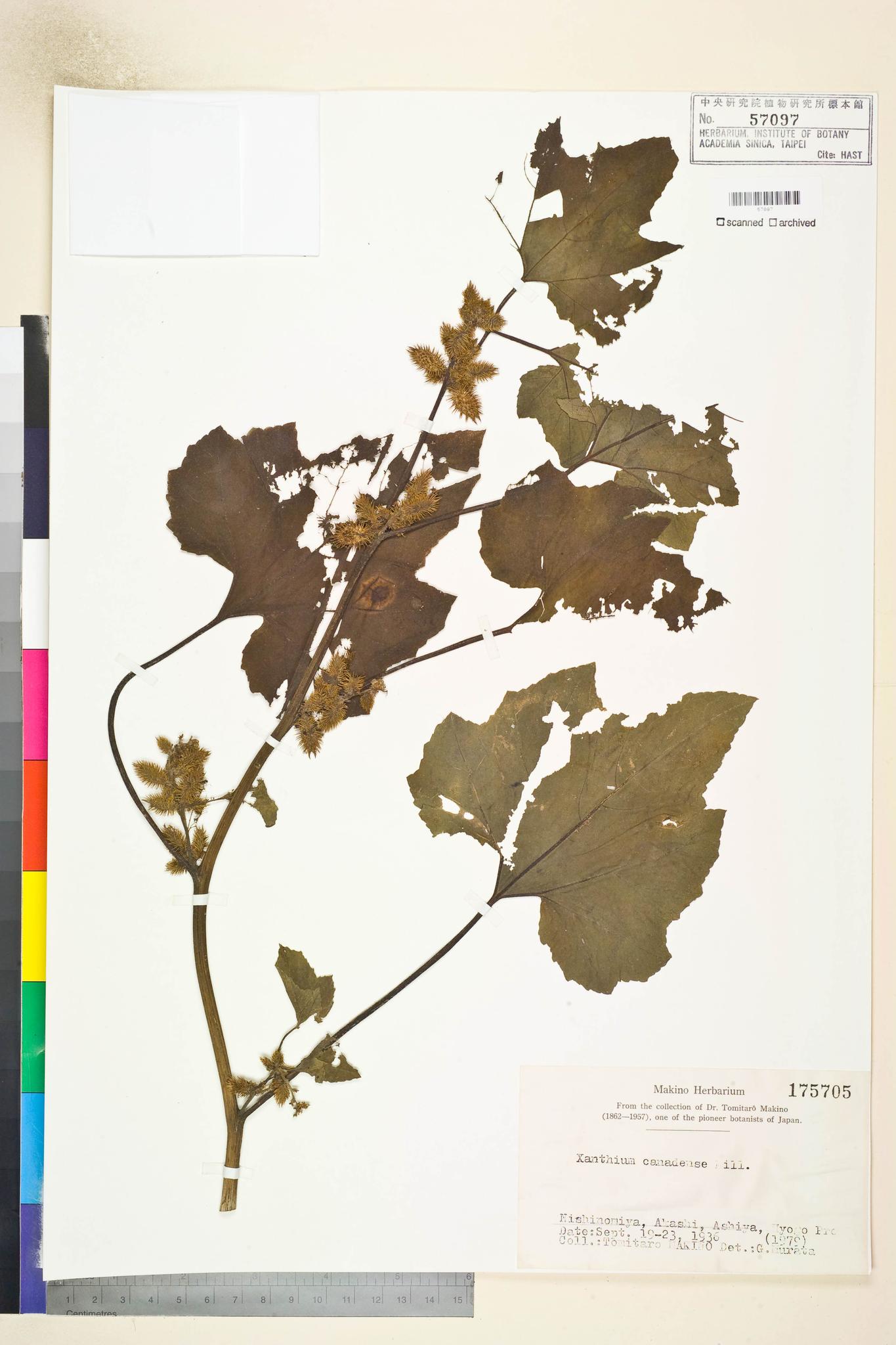 Sample image for viewer