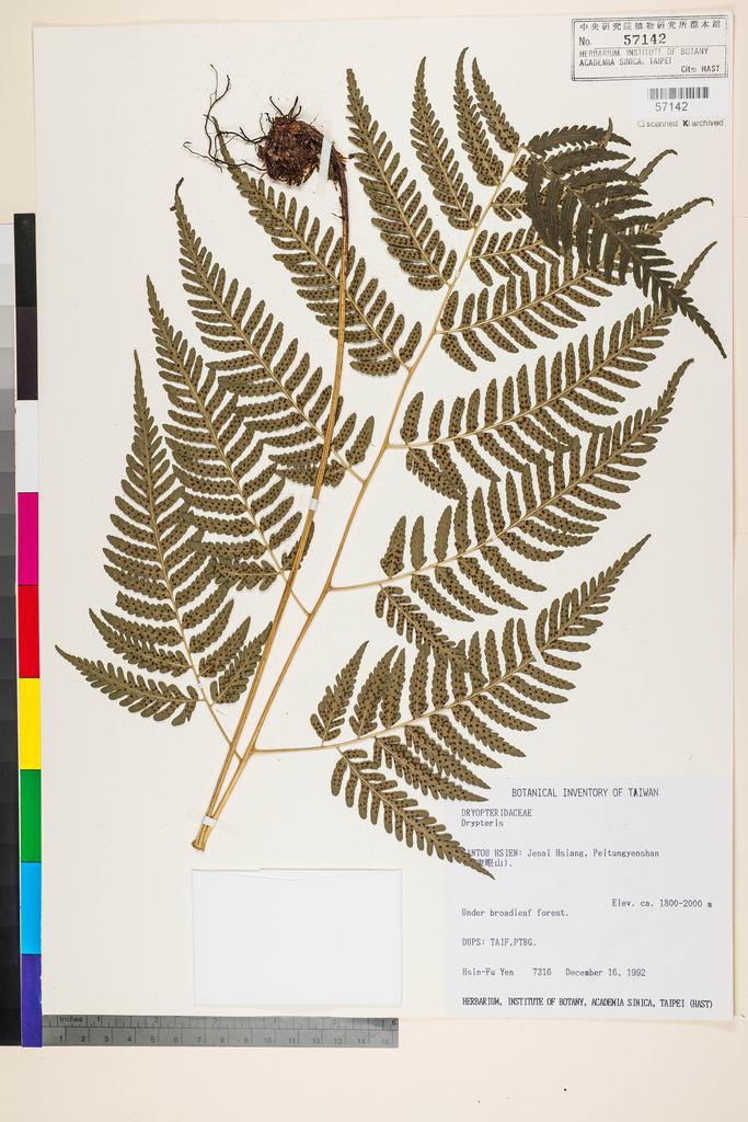 <Unit #35980 Yen, Hsin-Fu | 嚴新富 | 7316:: | Dryopteris>
