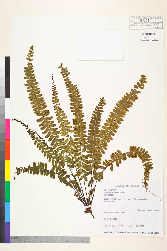 <Unit #31929 Yen, Hsin-Fu | 嚴新富 | 7290:: | Asplenium normale D. Don>