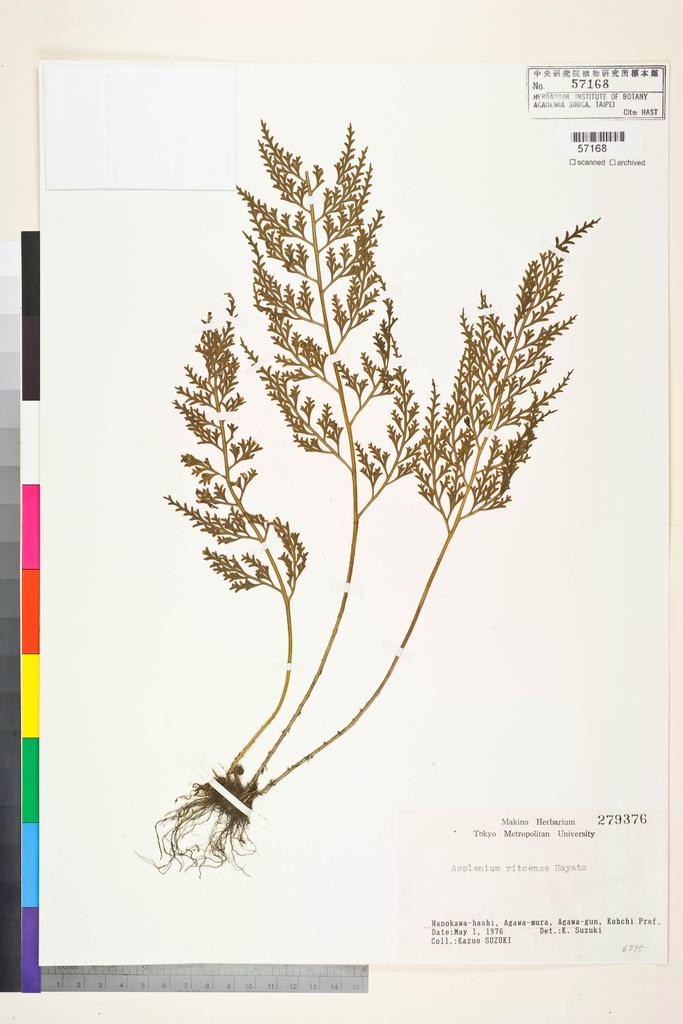 <Unit #128396  | 279376:: | Asplenium ritoense Hayata>