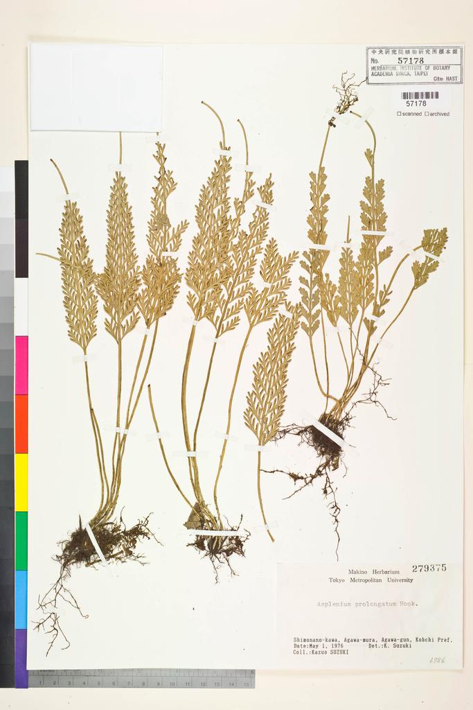 <Unit #128395  | 279375:: | Asplenium prolongatum Hook.>